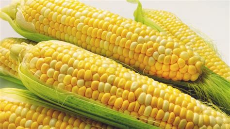10 Best Sweet Corn Varieties To Grow At Home With Pictures House Grail