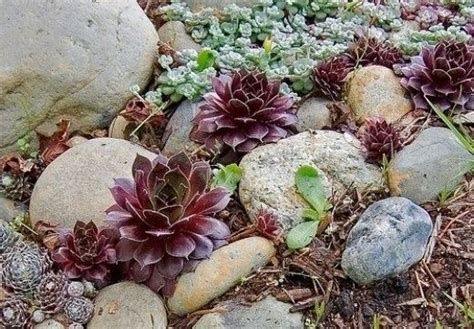 Growing Hens And Chicks Hens And Chicks Cactus And Succulents Rock
