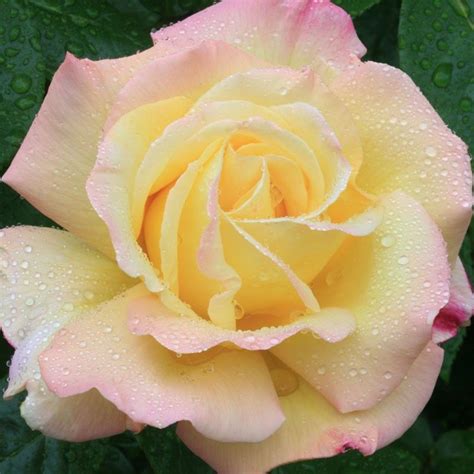 Peace Hybrid Tea Roses Peace Rose Heirloom Roses