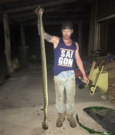 Nightmare As Python Attacks Sleeping Australian Boy Bbc News