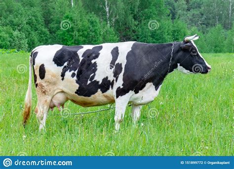 Holstein Black And White Spotted Milk Cow Standing On A Green Rural