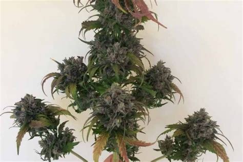 Purple Afghan Kush Féminisée Info Prix Et Fiche Technique A Lire