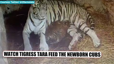 Watch White Tigress Tara Feeds