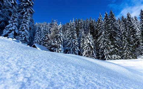 Download Wallpaper Winter Landscape Full Of Snow 2560x1600