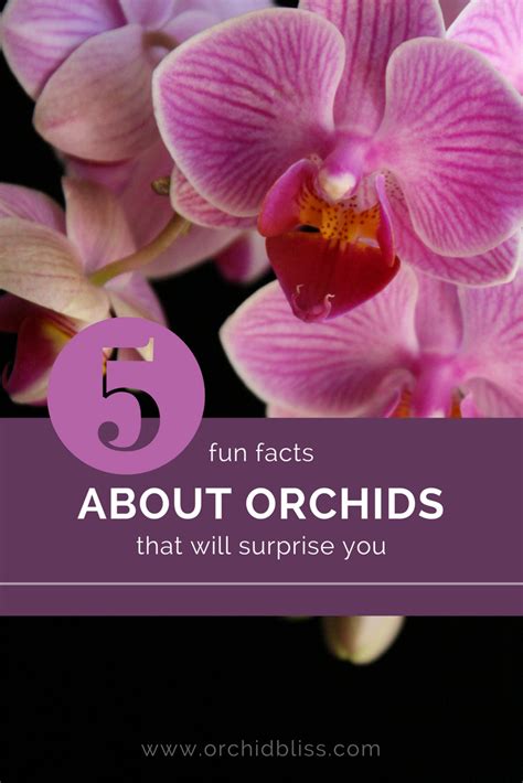 Orchid Facts Orchids Are More Than Just A Pretty Face Orchid Bliss