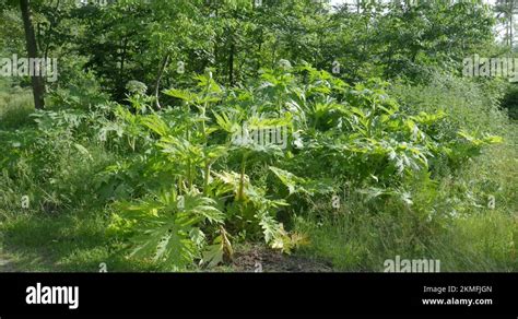 Poisonous Woodland Plant Stock Videos And Footage Hd And 4k Video Clips