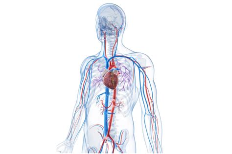 Learn vocabulary, terms and more with flashcards, games and other study tools. What Is a Vein? Definition, Types and Illustration