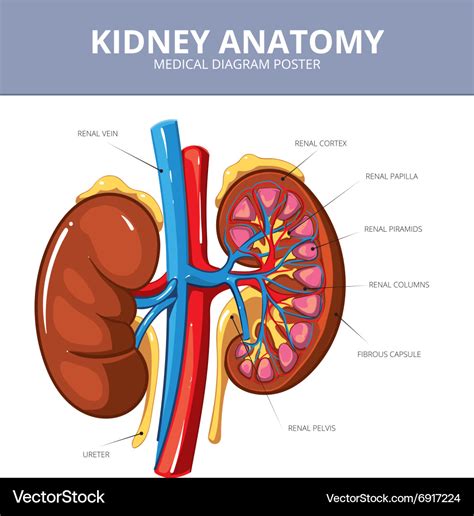 Kidney Medical Diagram Poster Royalty Free Vector Image