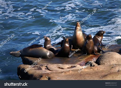 Seals On The Rocks At La Jolla Cove At San Diego La Jolla