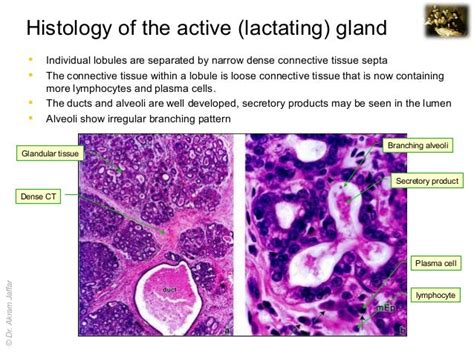 Morphology Of The Mammary Gland