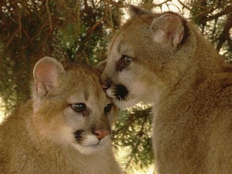 Funny Wildlife • Magicalnaturetour Cougar Cubs By Jon Wilbrecht