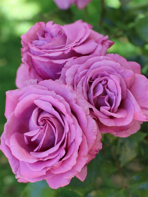 Hedging Rose Floribunda Love Potion 175mm Pot Dawsons Garden World