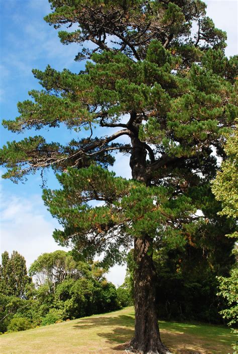 Pinus Radiata Landscape Plants Oregon State University
