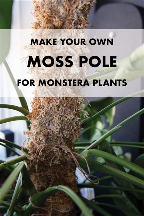 I've always wanted a moss pole to grow my philodendron on. Make your own moss pole for monstera plants in 2020 ...