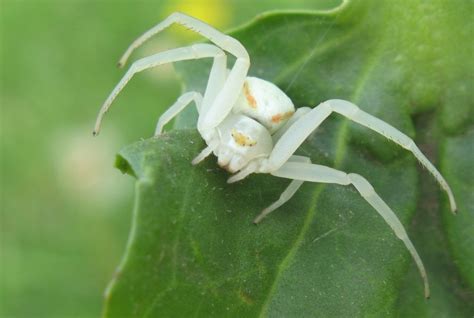 Dec 13, 2019 · the misumena, commonly called flower crab spider, is a genus of spiders that hunt their prey in or around flowers. Insatiablement curieuse: Misumena vatia