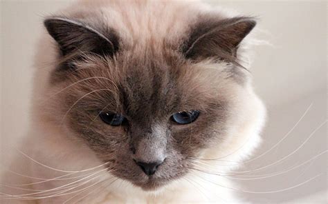 The Birman Cat Breed A Complete Guide By The Happy Cat Site