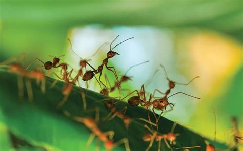 Aiken pest control, aiken, pašto kodas 29801. How To Identify Red Imported Fire Ants | FAQS