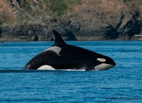 Orque Residente Orca Marine Mammals Whale