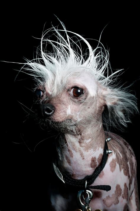 These Are Officially The Ugliest Dogs In The World Wired