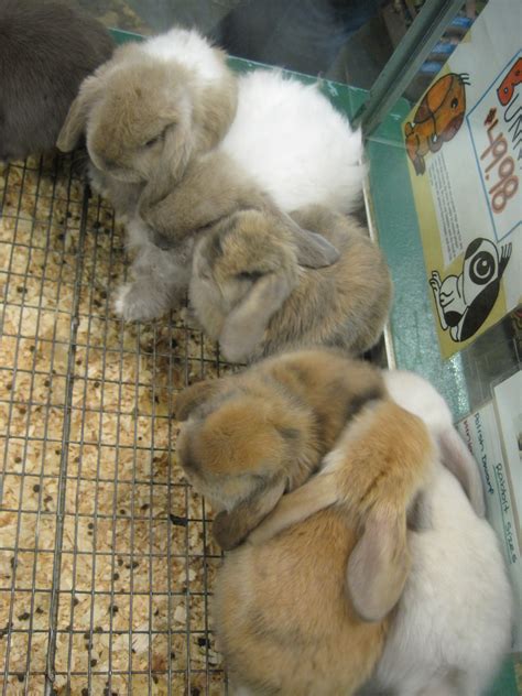 Yes, petco columbus is open right now with limited services and hours. Pet Shops That Sell Rabbits - Cat and Dog Lovers