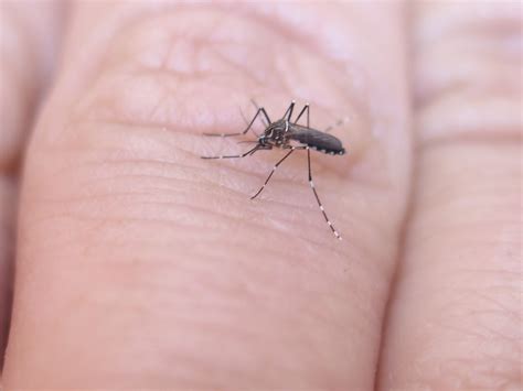 Mosquitoes Defeated In Cuba Trial With Nuclear Technique Iaea