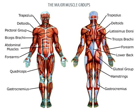 An individual skeletal muscle may be made up of hundreds, or even thousands, of muscle fibers bundled together and wrapped in a connective tissue covering. Our body | My little science blog