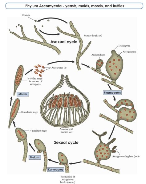 Fungi Life Cycle Stages Deana Shanks