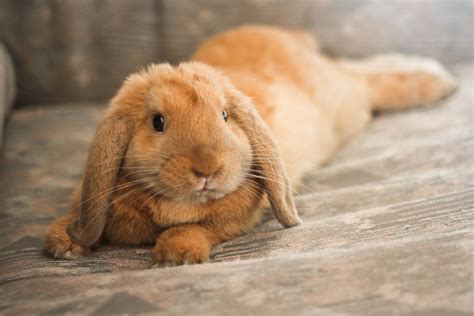 This you keep full of hay — the rabbit experts recommend alfalfa, but a good, leafy clover hay is all right. rabbits: the intelligent, loving and often misunderstood ...