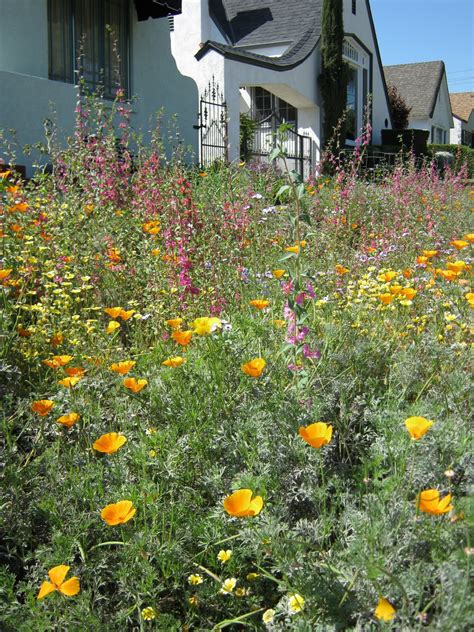 What Grows in Fullerton?: Wildflower garden