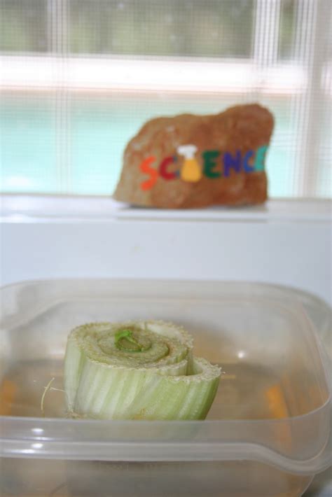 Regrowing Celery In Water 24 Mommy Loves Science And Books