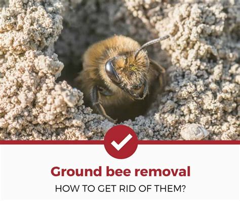 How Do I Get Rid Of Ground Bees Ground Bees Love To Live In Dry Grounds So When It Gets Moist