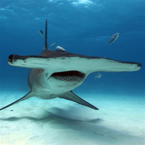 Free Photo Hammerhead Shark Animal Blue Fish Free Download Jooinn