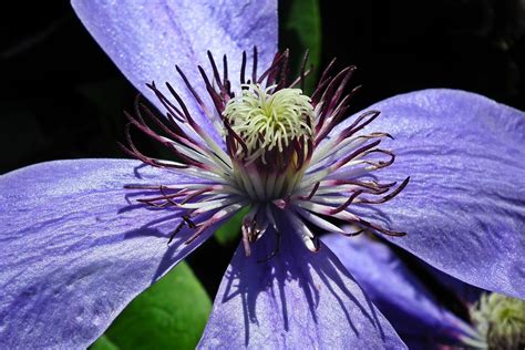 Klematis Flower Clematis Free Photo On Pixabay Pixabay