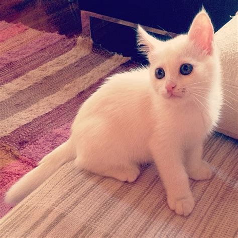 12 White Fluffy Kittens To Snuggle Up With Sheknows
