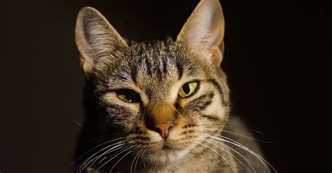 Brown And Black Tabby Cat · Free Stock Photo