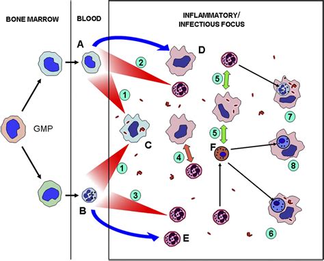 Macrophage Phagocytosis Of Neutrophils At Inflammatoryinfectious Foci