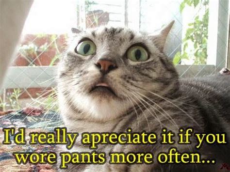 Top 10 Funny Cat Jokes For Adults Funny Collection World
