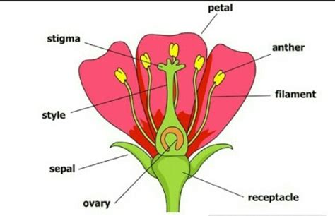 Explain Parts Of A Flower With Diagram And Labelling