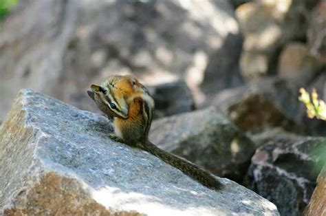 Red Tailed Chipmunk Chipmunks Tailed Critter Lizard Red Animals