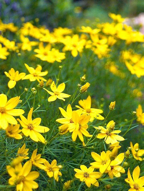 24 Hardy Perennials That Will Add Color To Your Garden Year After Year