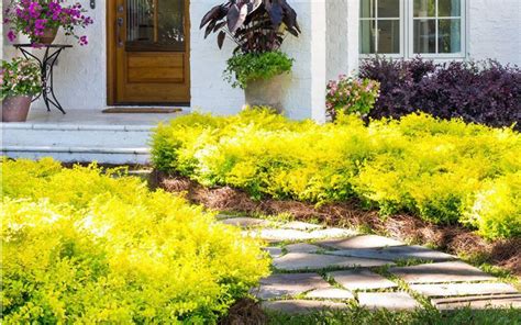 Yellow Shrubs For Your Landscape