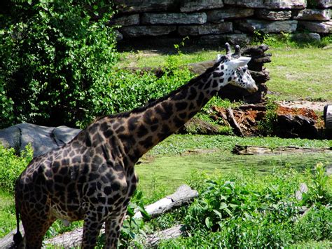 Kansas City Zoo Giraffe Free Stock Photo Public Domain Pictures