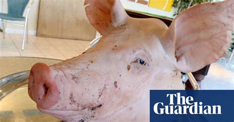 Cook A Pigs Head Video Education The Guardian