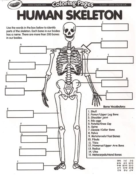 Human Skeleton Labeled Worksheet