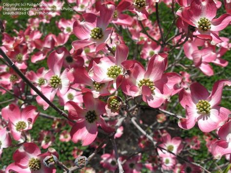 Fall color is a blend of bright red to purple shades. Full size picture of Red Flowering Dogwood 'Cherokee Chief ...