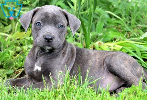 Jul 01, 2019 · a cane corso is a big dog cane corsos of either gender can grow to a significant size, up to 2 feet at the shoulder and 120 pounds. Cookie | Cane Corso Puppy For Sale | Keystone Puppies
