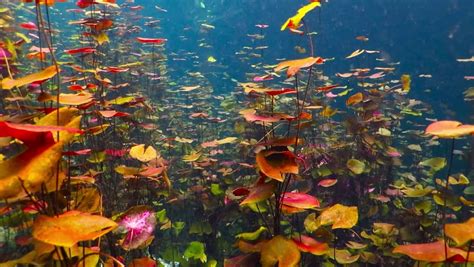Wild Flowers Underwater In The Fresh Water Lake Cenote Lagoon With