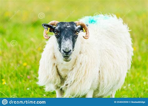 Scottish Blackface Sheep Stock Photo Image Of Horns 254043550