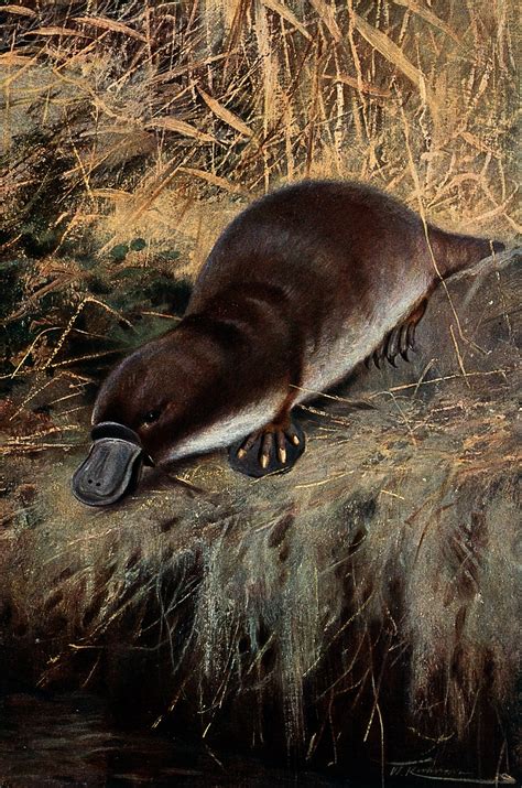 Platypus On Brink Of Extinction Conservation Articles And Blogs Cj