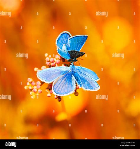 Two Little Blue Butterflies Sitting On Bright Sunny Yellow Meadow Stock